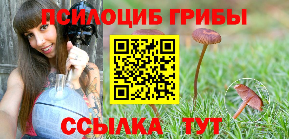 магазин продажи наркотиков  Вход с VPN  Псилоцибиновые грибы мицелий  Черногорск  Псилоцибиновые грибы Cubensis 